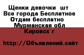 Щенки девочки 4шт - Все города Бесплатное » Отдам бесплатно   . Мурманская обл.,Кировск г.